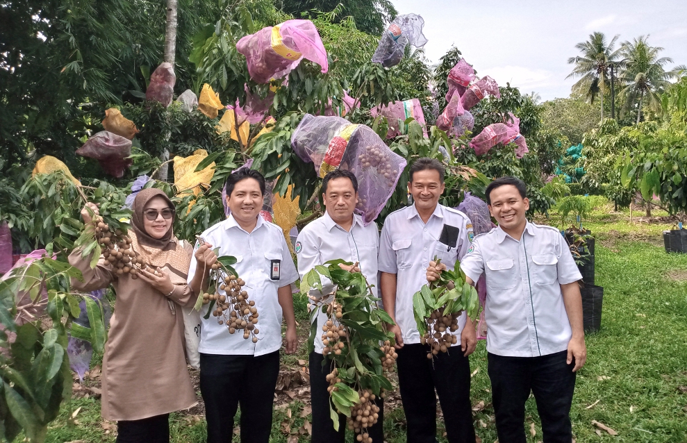 kebun kelengkeng jerukagung - perangkat desa 