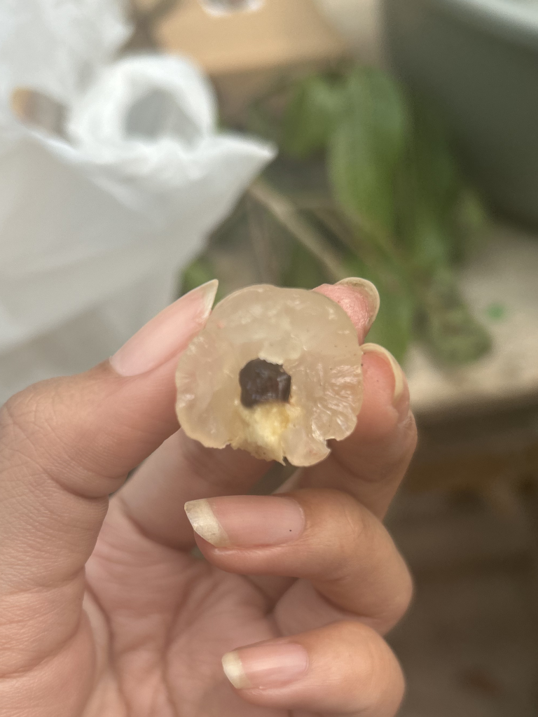 Service-2-min kelengkeng kateki kebun kelengkeng jerukagung